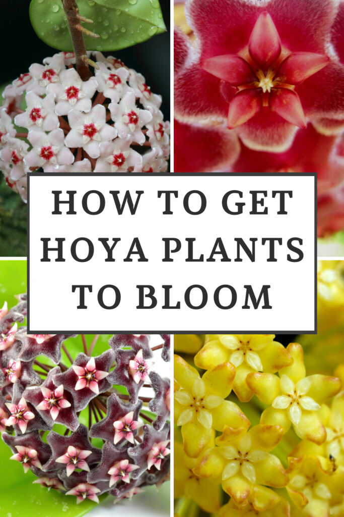 how-to-get-hoya-plants-to-bloom