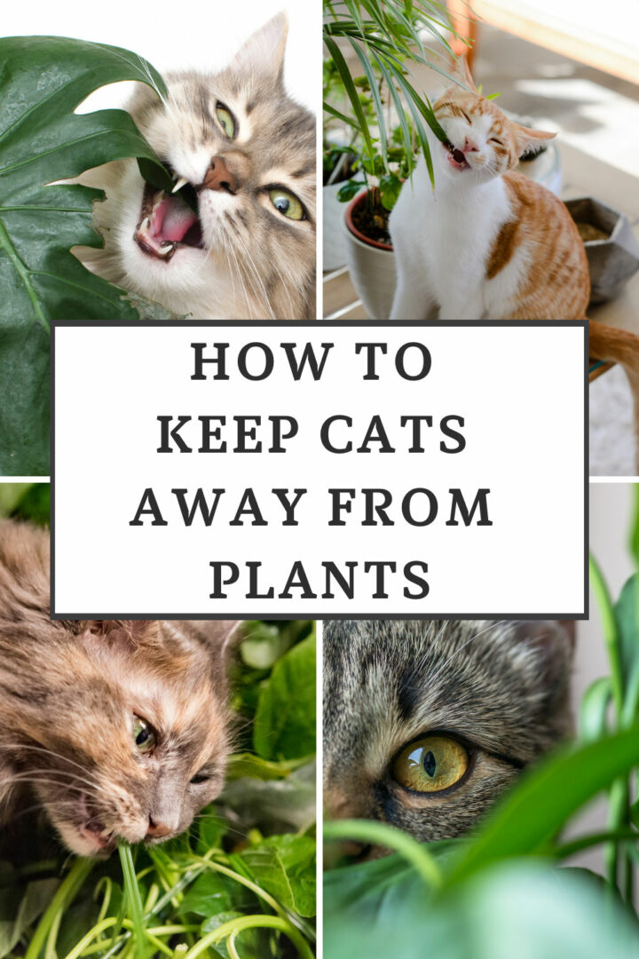 How to Keep Cats Away From Plants 19 Proven Real Life Tips