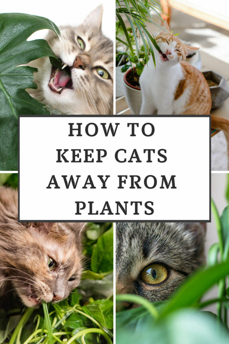 How to Keep Cats Away From Plants: 19 Proven Real Life Tips