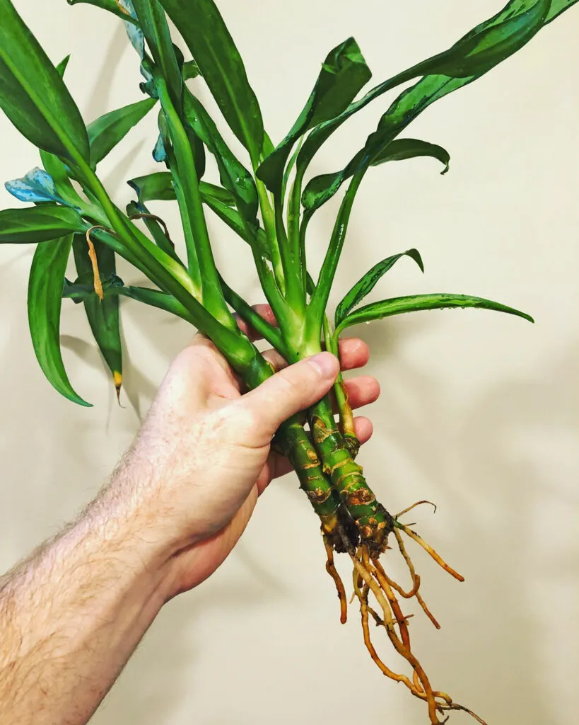 How to Propagate Chinese Evergreen: 5 Easy Ways