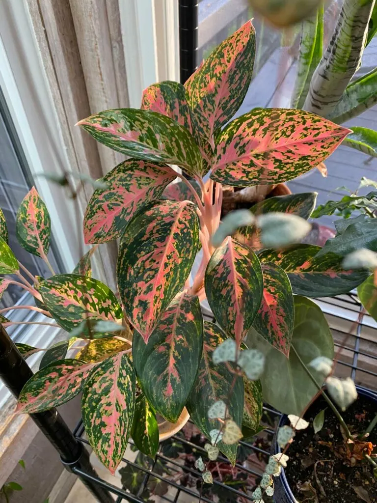 how-to-propagate-chinese-evergreen
