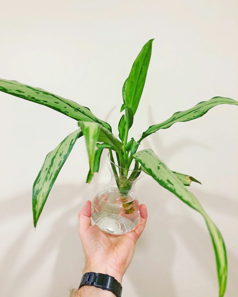 how-to-propagate-chinese-evergreen