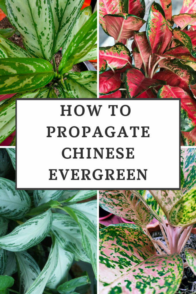 How to Propagate Chinese Evergreen?