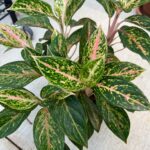 How to Propagate Chinese Evergreen: 5 Easy Ways how-to-propagate-chinese-evergreen-8