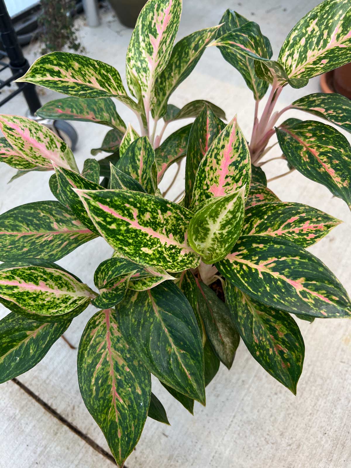 how-to-propagate-chinese-evergreen-8