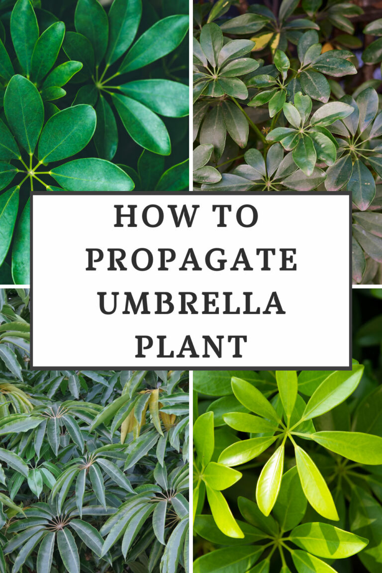 How to Propagate Umbrella Plant 3 Easy Methods