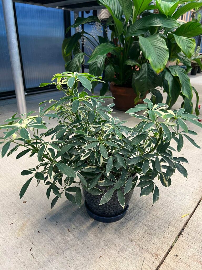 cómo-propagar-planta-paraguas-schefflera