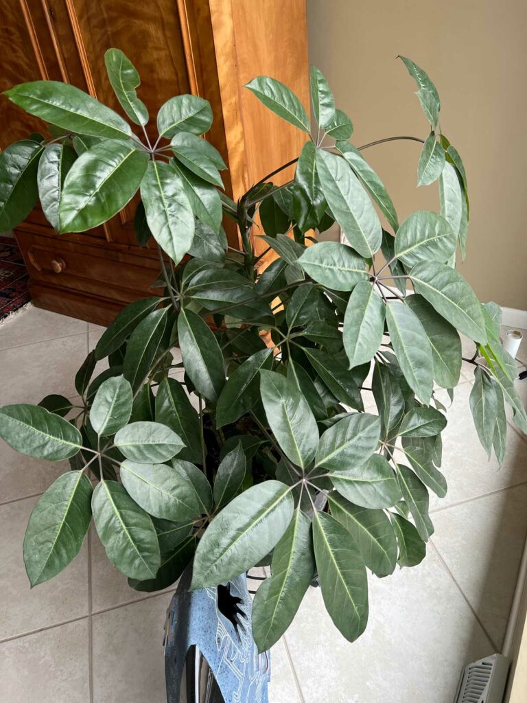 cómo-propagar-planta-paraguas-schefflera