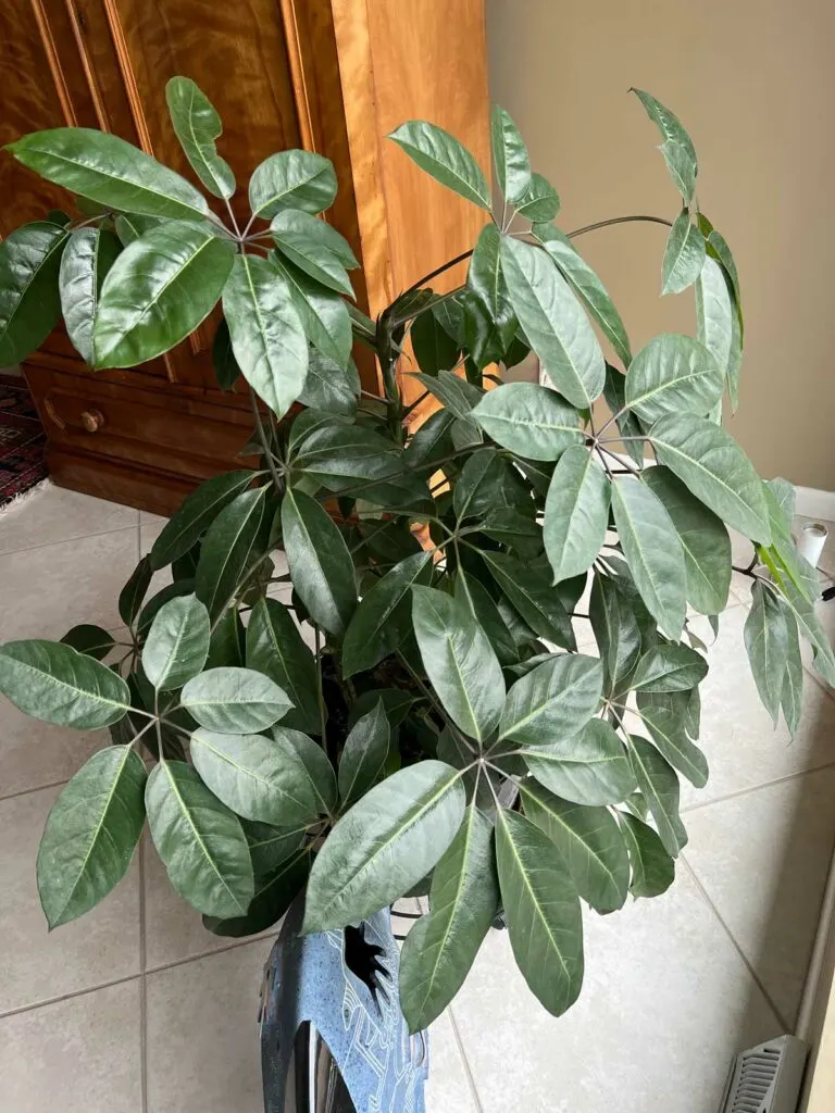 how-to-propagate-umbrella-plant-schefflera