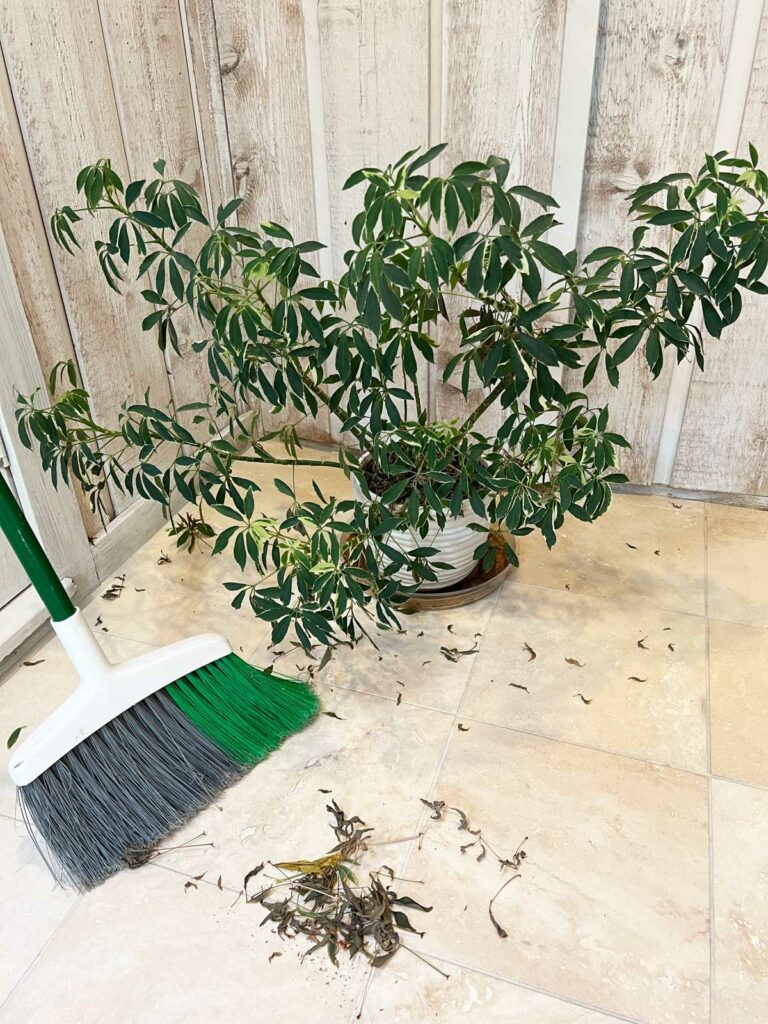 how-to-propagate-umbrella-plant-schefflera