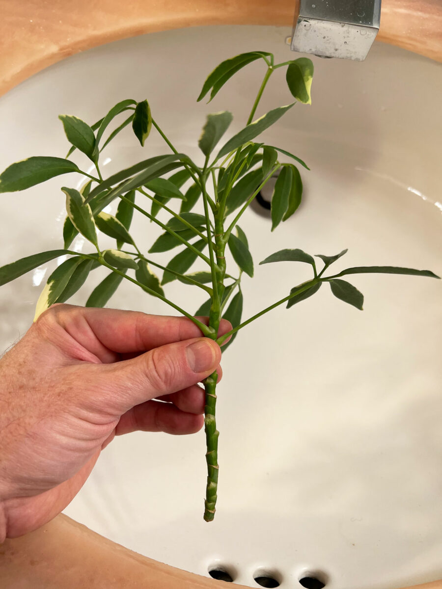 How to Propagate Umbrella Plant 3 Easy Methods