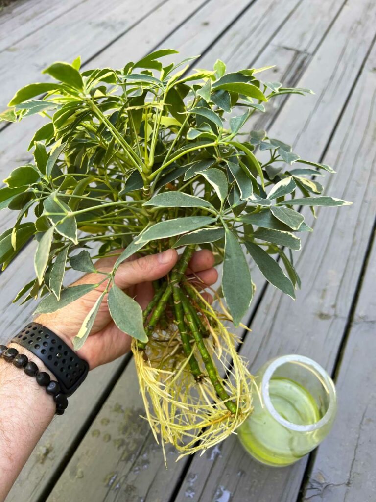 cómo-propagar-planta-paraguas-schefflera