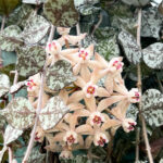 How to Get Hoya Plants to Bloom: 5+ Epic Tips hoya-blooms-1200x1200