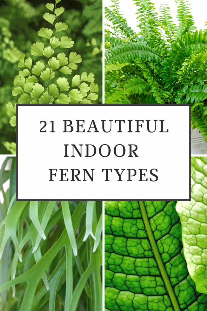 indoor-fern-types