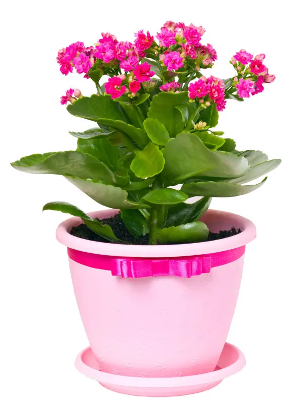 kalanchoe-toxic-houseplants-cats-dogs