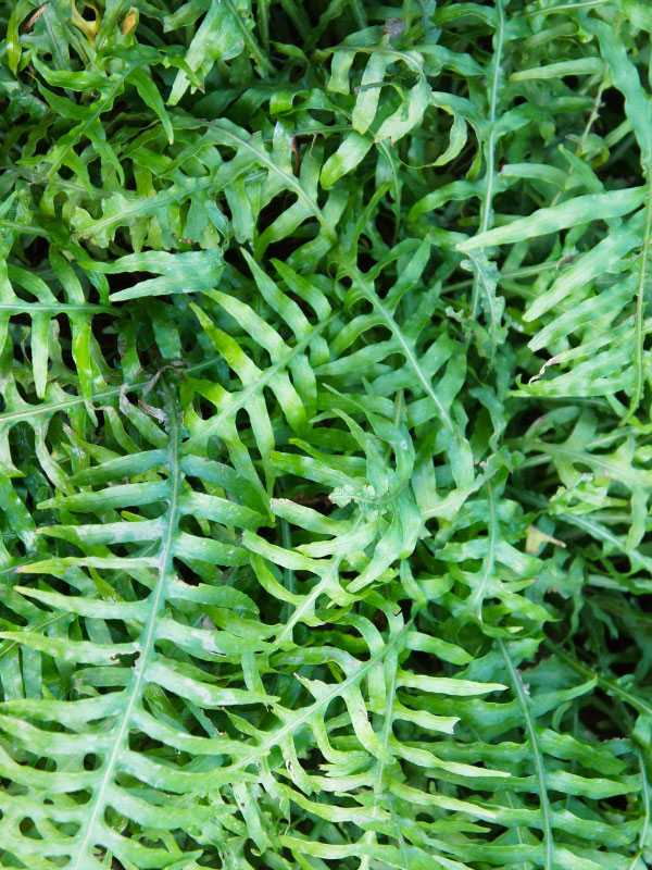 kangaroo-paw-fern-indoor-fern-types