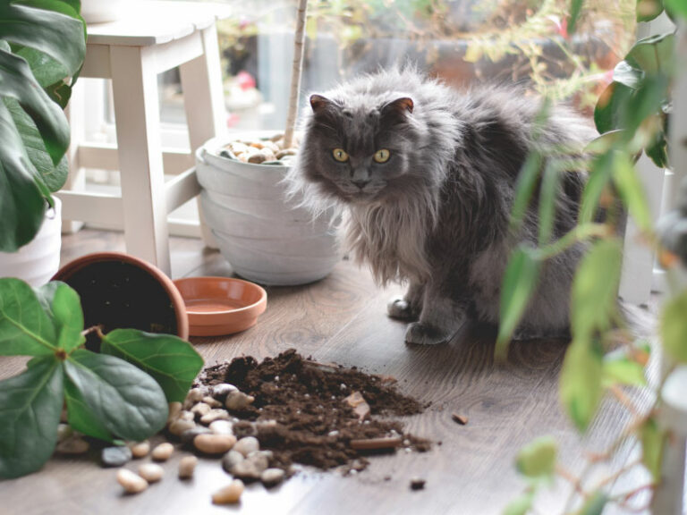 How to Keep Cats Away From Plants 19 Proven Real Life Tips