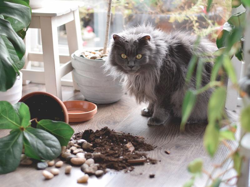 mantener-a-los-gatos-alejados-de-las-plantas-de-casa