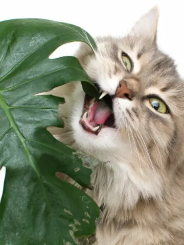 keeping-cats-away-from-plants