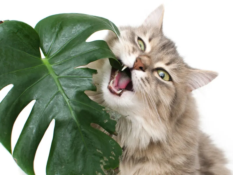 keeping-cats-away-from-plants