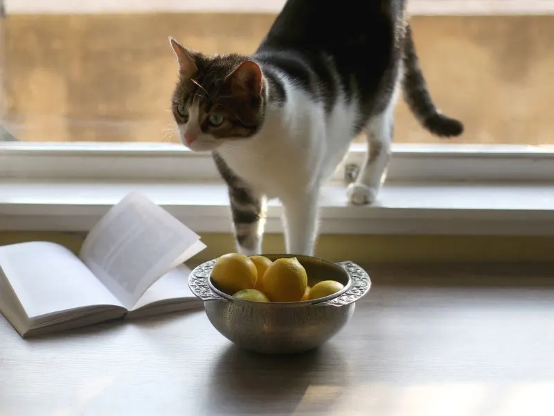 lemon-keep-cats-away-plants
