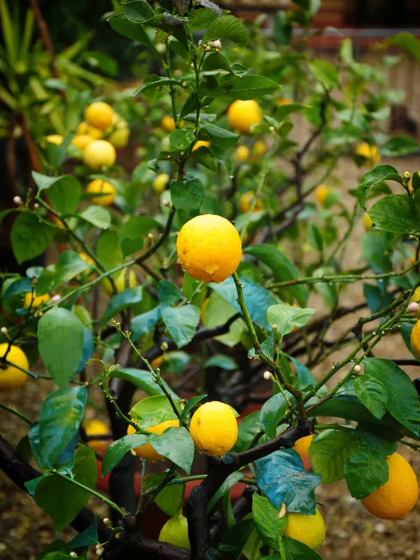 lemon-toxic-houseplants-cats-dogs