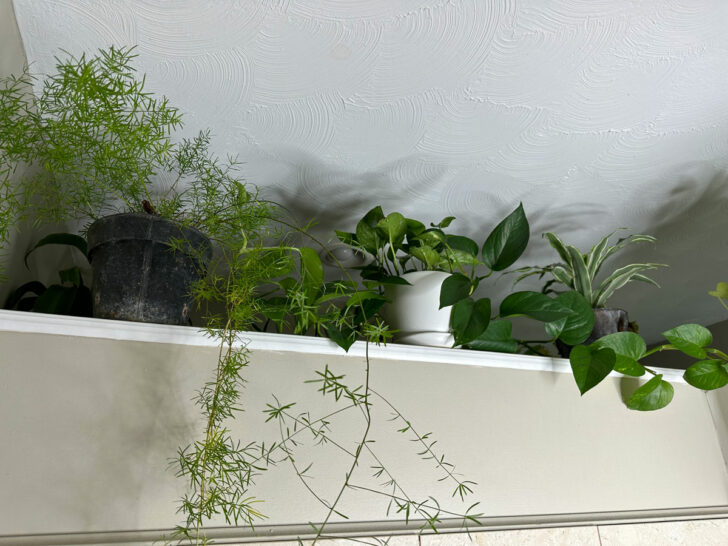 How to Keep Cats Away From Plants 19 Proven Real Life Tips