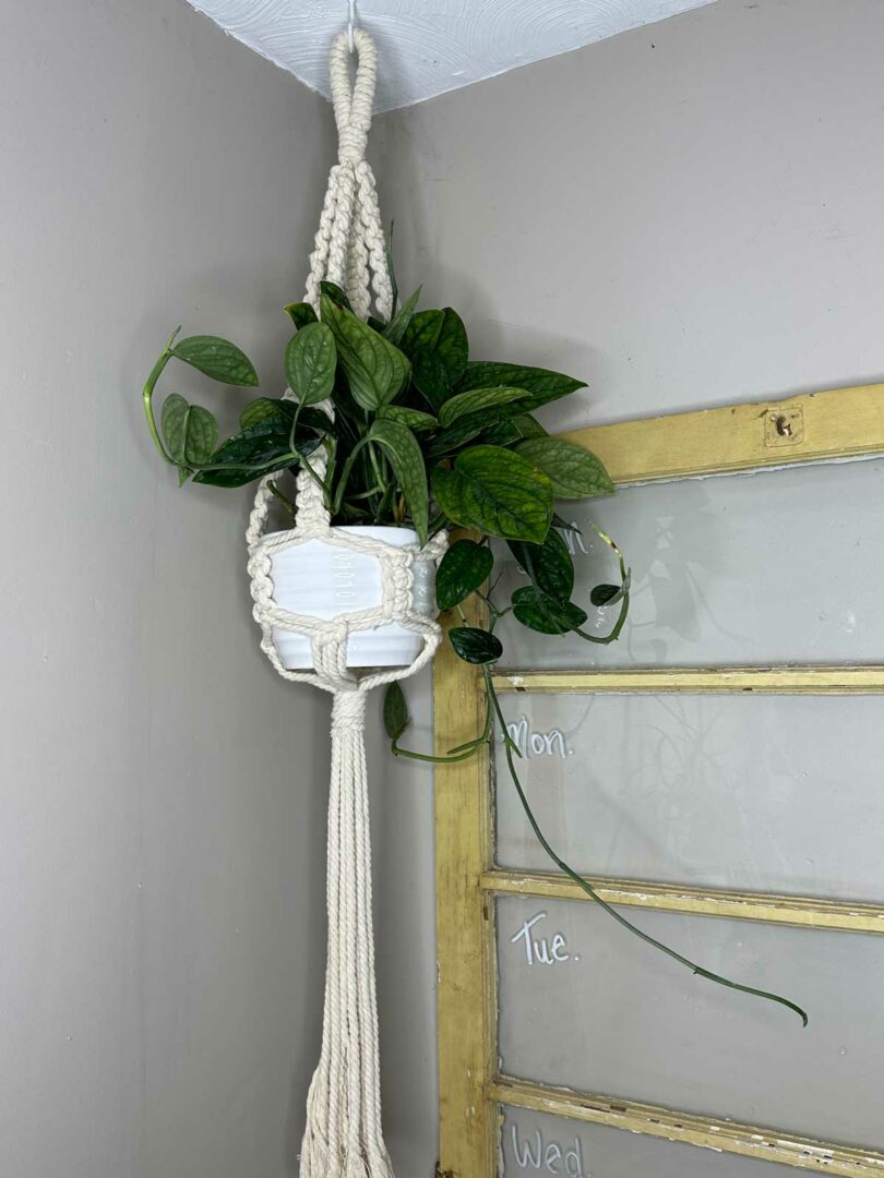 How to Keep Cats Away From Plants 19 Proven Real Life Tips