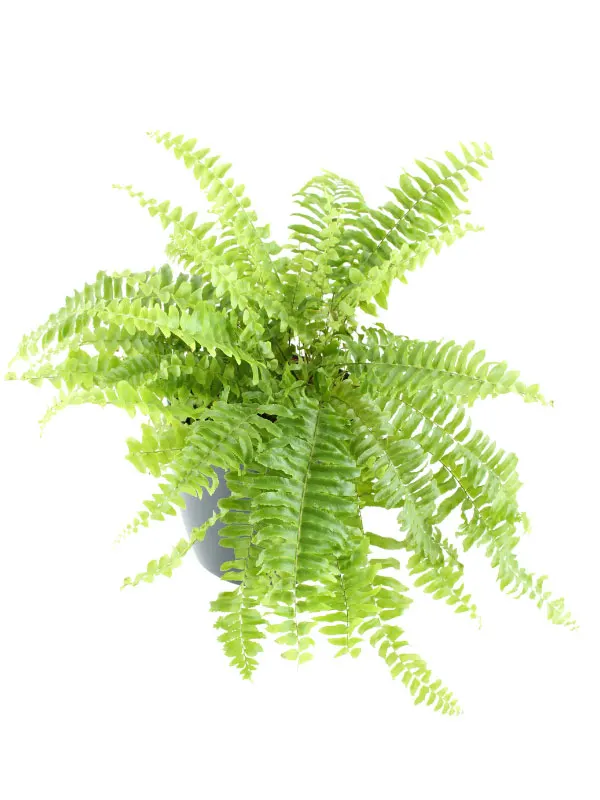 nephrolepis-exaltata-indoor-fern-types