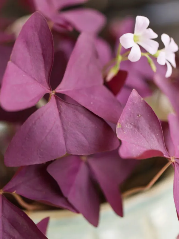 oxalis-toxic-houseplants-cats-dogs