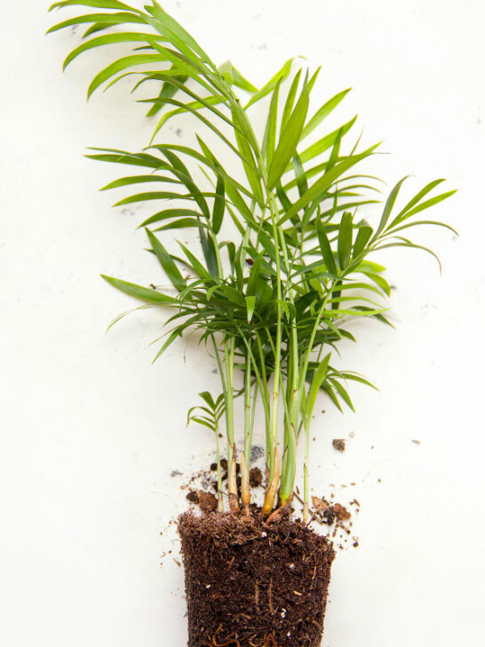 7 Big Causes of Parlor Palm Brown Tips & How to Prevent