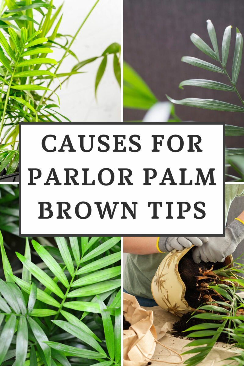 7 Big Causes of Parlor Palm Brown Tips & How to Prevent