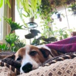 40 Toxic Houseplants for Cats and Dogs (with Pictures) plants-and-cats-and-dogs-1200x1200