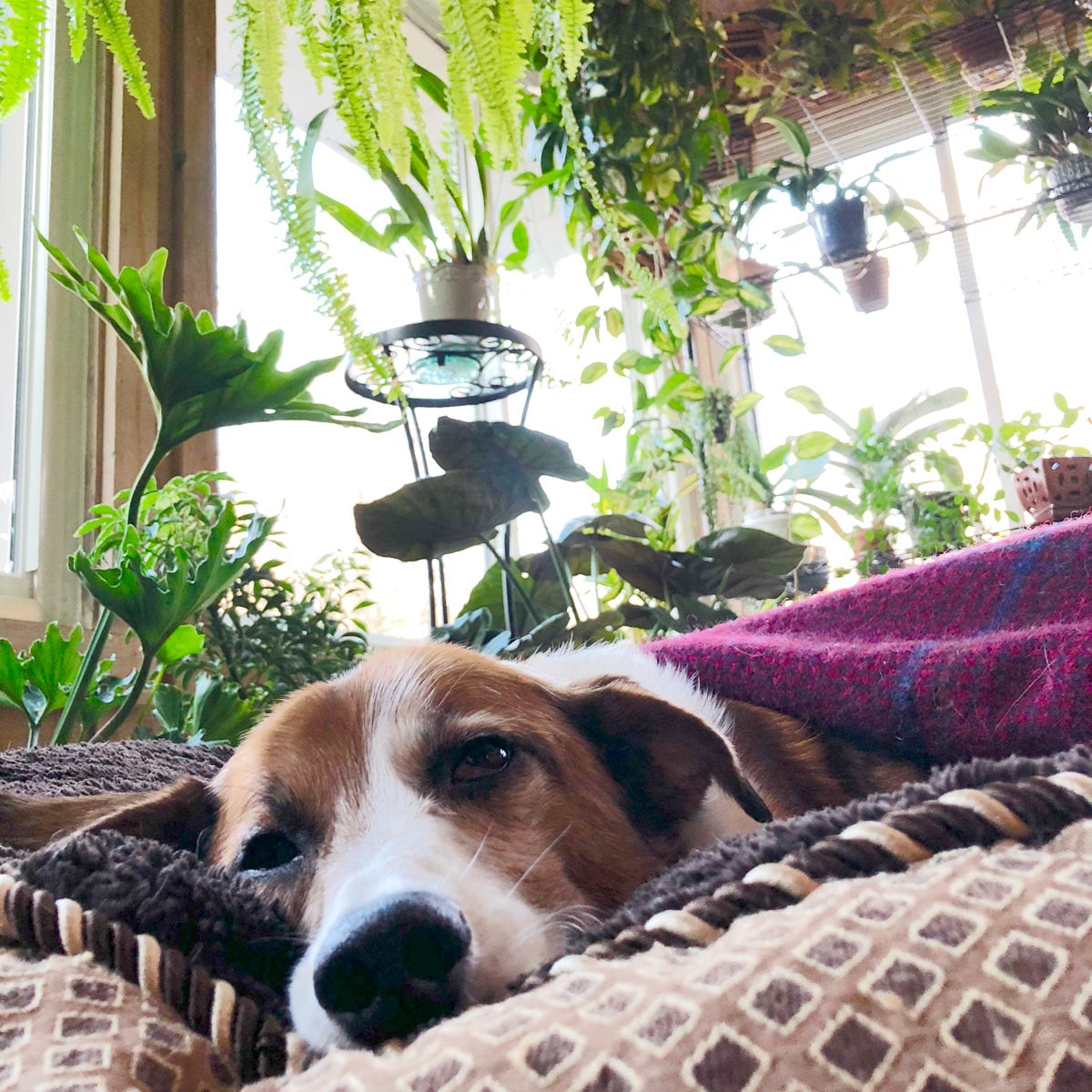 40 Toxic Houseplants for Cats and Dogs (with Pictures)