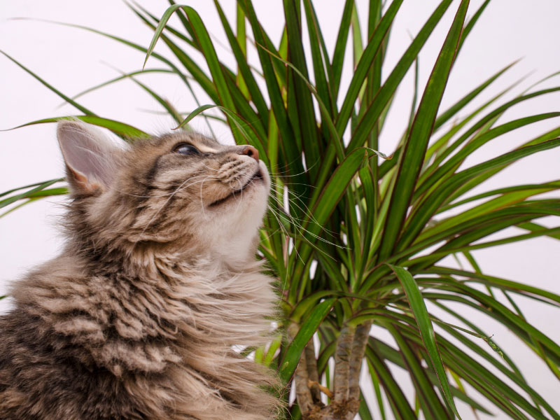 plants-cats-like
