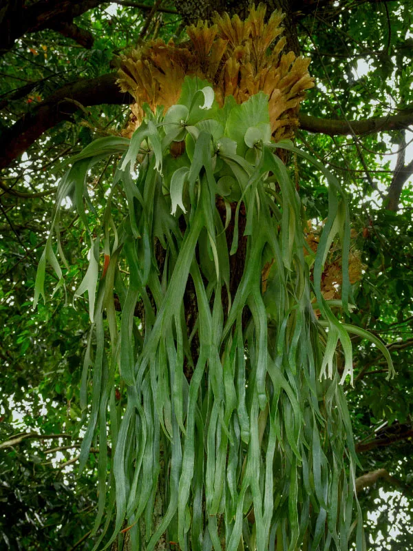 platycerium-bifurcatum-indoor-fern-types