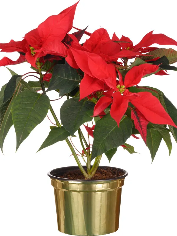 poinsettia-toxic-houseplants-cats-dogs