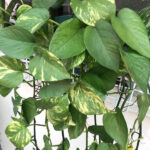 The Very Best Soil for Devils Ivy: 3 Awesome Choices pothos-toxic-houseplants-cats-dogs