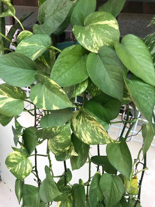 are pothos safe for cats and dogs