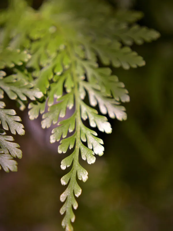 rabbits-foot-fern-indoor-fern-types