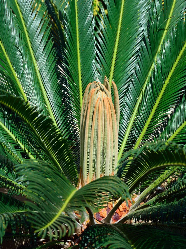 sago-palm-toxic-houseplants-cats-dogs