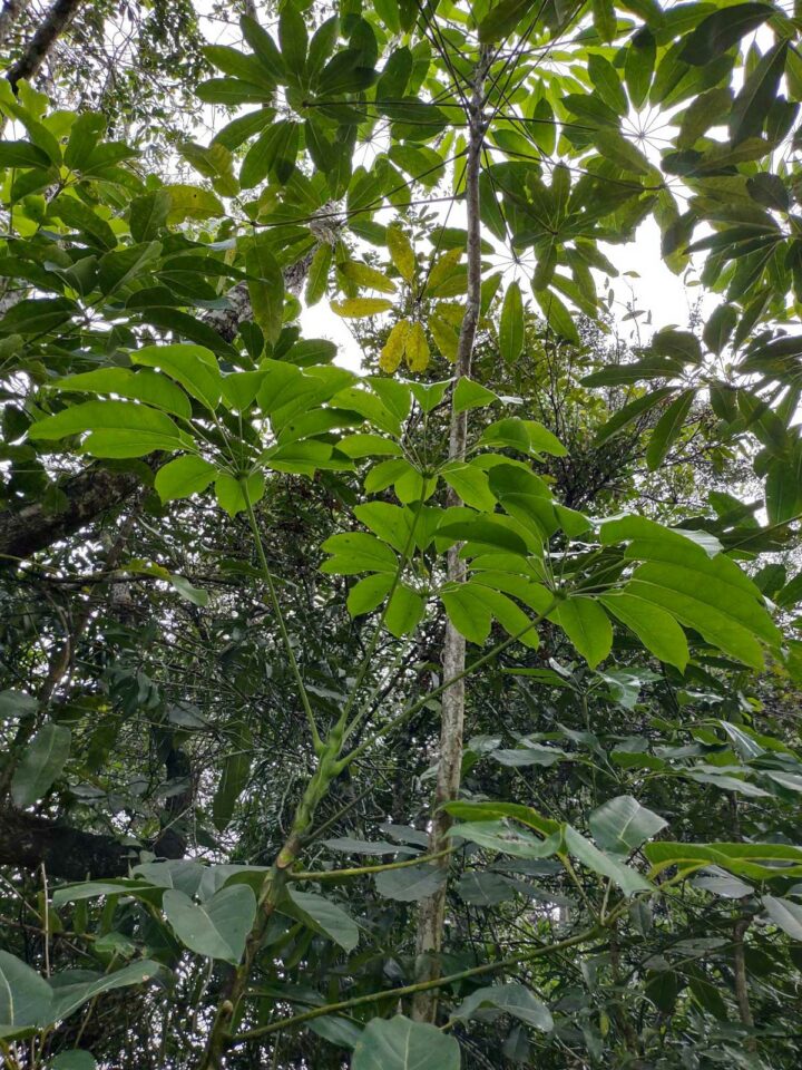 The Shocking Truth About the Umbrella Plant That Could Change Your Garden Forever