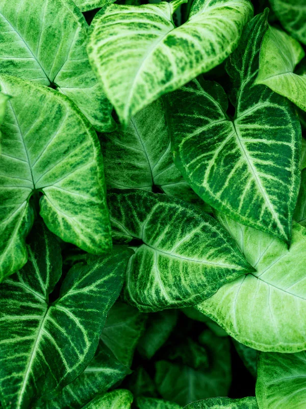 syngonium-toxic-houseplants-cats-dogs