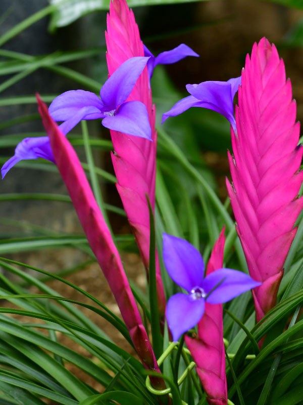 Tillandsia Cyanea Rosa Pluma