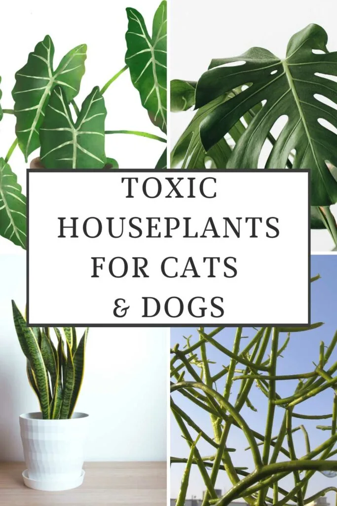 10 Poisonous Indoor Plants //Common Toxic Houseplants //Houseplants That  Will Hurt Your Pets 