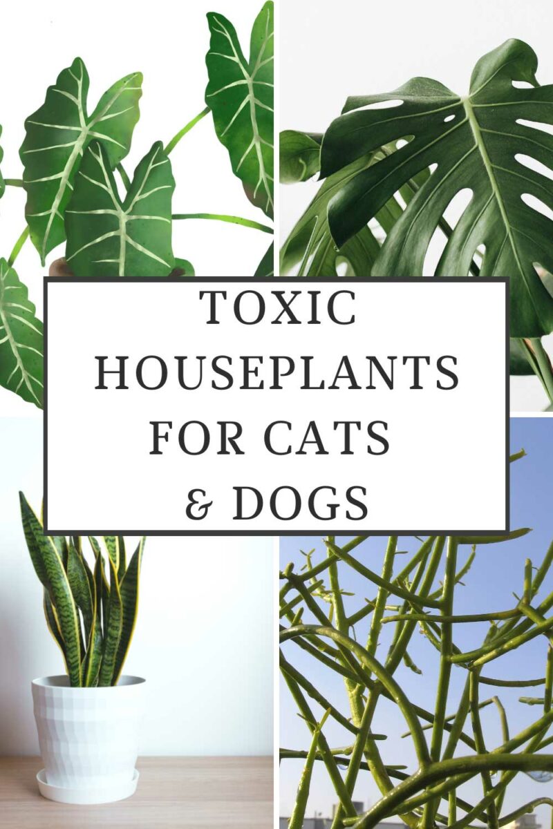 40 Toxic Houseplants For Cats And Dogs with Pictures 