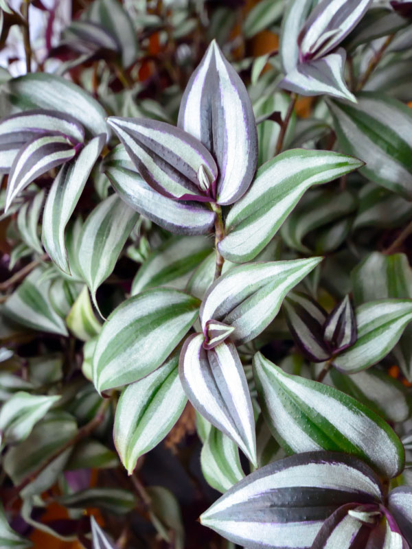 tradescantia-toxic-houseplants-cats-dogs