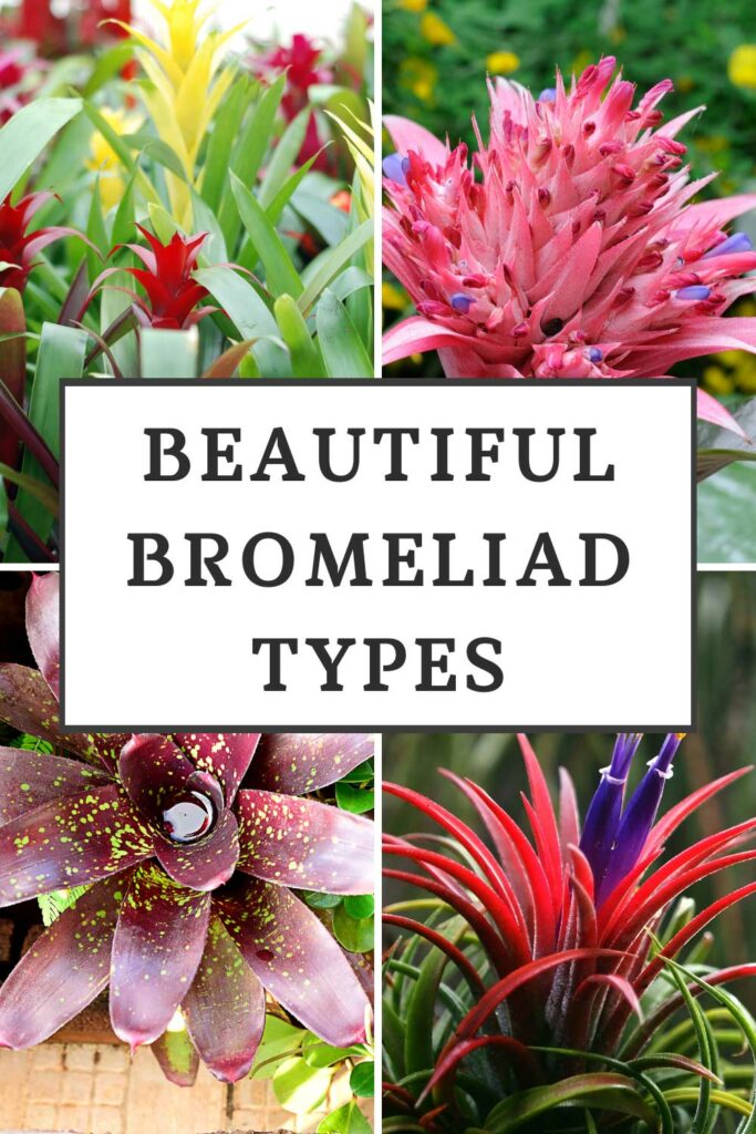 types-of-bromeliads
