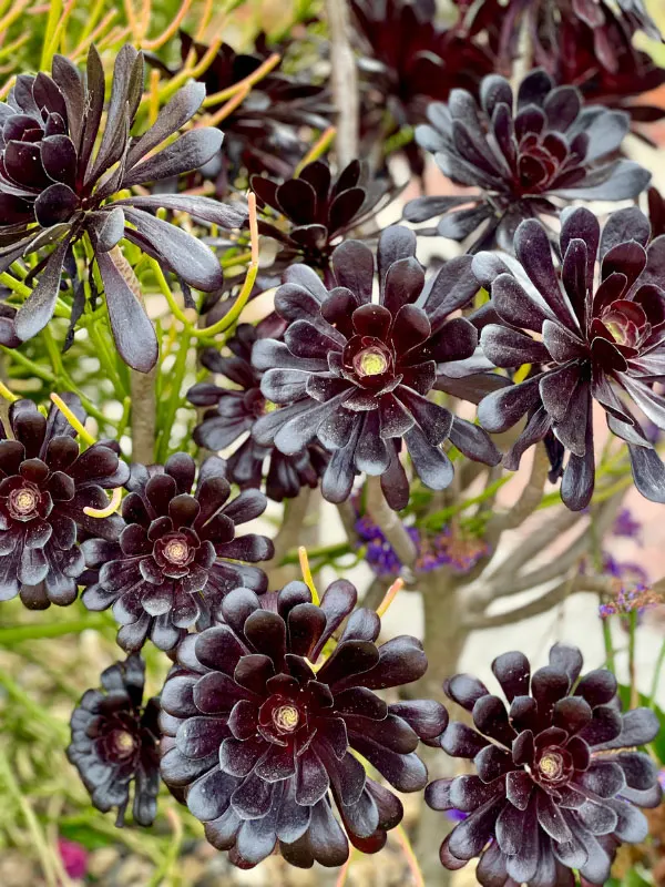 aeonium-south-facing-window-plants