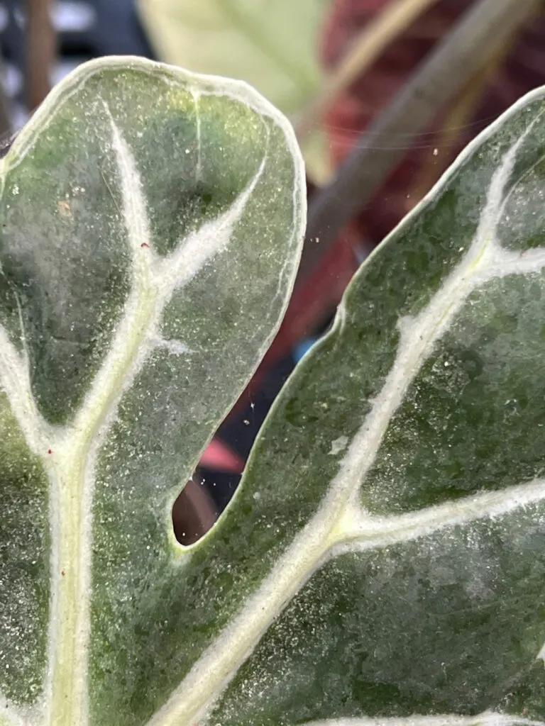 alocasia-spider-mites